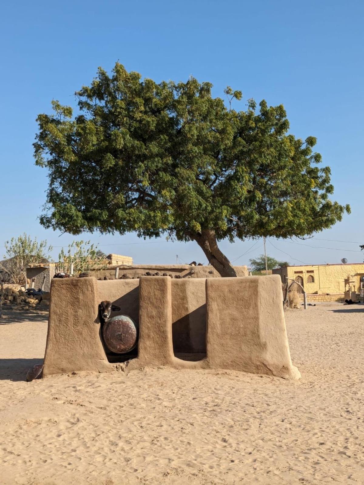 Hostel Marigold Home Stay Jaisalmer Esterno foto